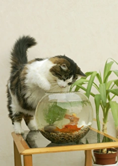 Cat - Catching goldfish in bowl