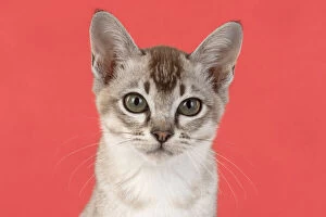 CAT. cats face on coloured background