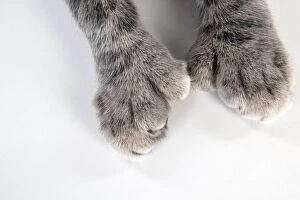 Images Dated 27th September 2011: CAT - Cats foot with extra toe (six)