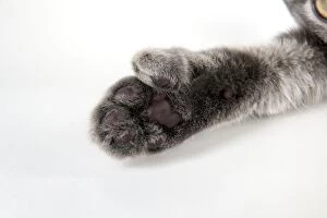 Images Dated 27th September 2011: CAT - Cats foot with extra toe (six)