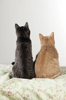 4 Gallery: CAT - Cats sitting together (back view)