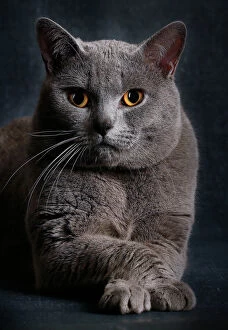 Angry Gallery: Cat - Chartreux
