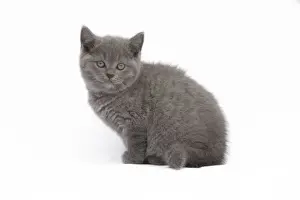 Cat - Chartreux 8 week old kitten in studio