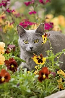 Cat - Chartreux amongst flowers