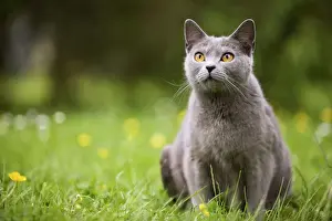 Cat - Chartreux in garden