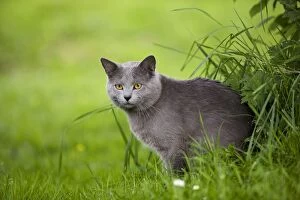 Images Dated 7th July 2000: Cat - Chartreux in garden