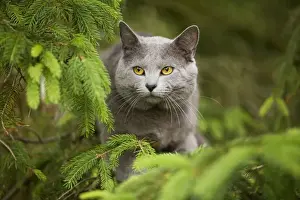 Cat - Chartreux in garden