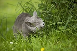 Cat - Chartreux in garden eating grass