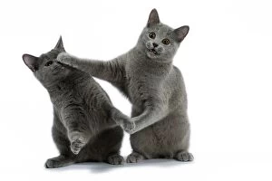 Cat - Chartreux on hind legs fighting / boxing each other