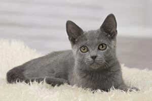 Cat - Chartreux kitten 3 months old