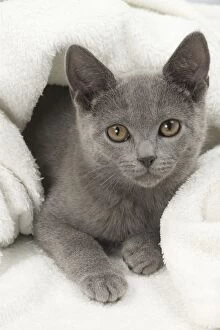 Cats Gallery: Cat - Chartreux kitten 3 months old
