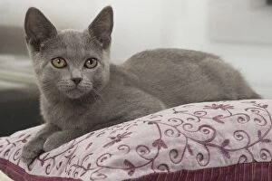 Cat - Chartreux kitten 3 months old. on a cushion