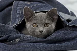 Cat - Chartreux kitten 3 months old. in denim jeans