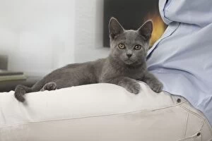 Cat - Chartreux kitten 3 months old. sitting