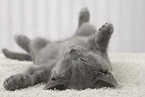 Cats Gallery: Cat - Chartreux kitten 3 months old. sleeping