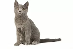 Images Dated 25th March 2011: Cat - Chartreux kitten