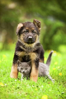 Loving Animals Collection: Cat - Chartreux kitten with German Shephern / Alsatian puppy