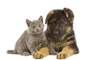 Cat - Chartreux kitten with German Shephern / Alsatian puppy