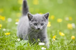 Kitten Prints: Cat - Chartreux kitten in grass