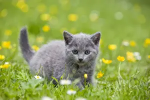 Chartreux Prints: Cat - Chartreux kitten in grass