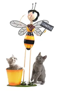 Cat - Chartreux kitten & grey & white ktten in studio playing with Bee garden ornament
