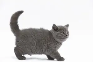 Cat - Chartreux kitten in studio