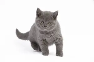 Cat - Chartreux kitten in studio