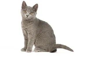 Cat - Chartreux Kitten in studio