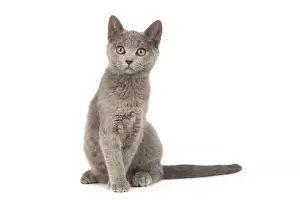 Cat - Chartreux Kitten in studio