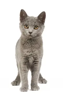 Cat - Chartreux Kitten in studio