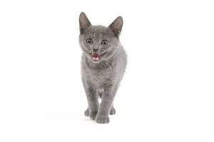 Cat - Chartreux kitten in studio miaowing