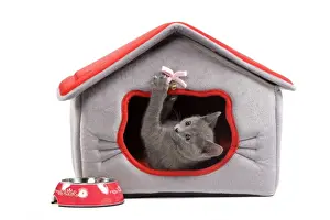 Beds Prints: Cat - Chartreux kitten in studio playing in cat bed