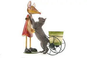 Cat - Chartreux kitten in studio playing with mouse garden ornament
