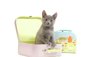 Chartreux Prints: Cat - Chartreux kitten in toy suitcase