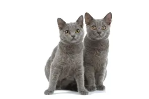 Cat - Chartreux kittens in studio