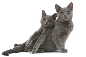 Cat - Chartreux kittens in studio