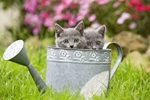 Cat - two Chartreux kittens in watering can