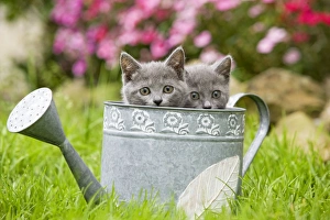 Cat - two Grey Kittens