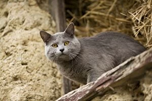 Images Dated 7th July 2000: Cat - Chartreux looking out of barn