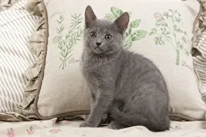Cat - Chartreux sitting by cushions