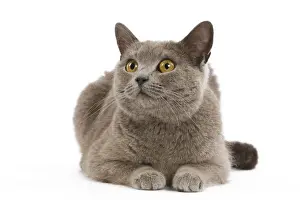 Cat - Chartreux in studio