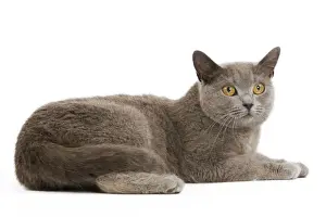 Cat - Chartreux in studio