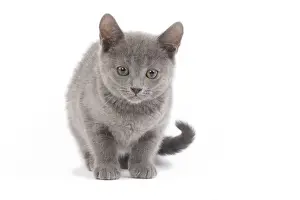 Cat - Chartreux in studio