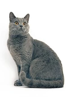 Images Dated 19th September 2005: Cat - Chartreux in studio