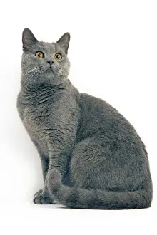 Cat - Chartreux in studio