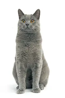 Cat - Chartreux in studio