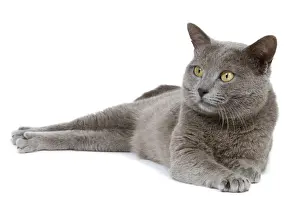 Cat- Chartreux in studio