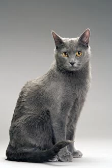 Images Dated 10th February 2005: Cat - Chartreux in studio