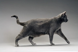 Images Dated 10th February 2005: Cat - Chartreux in studio