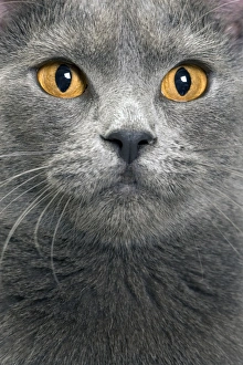 Images Dated 10th February 2005: Cat - Chartreux in studio